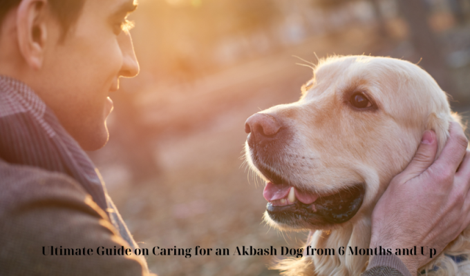 Ultimate Guide on Caring for an Akbash Dog from 6 Months and Up