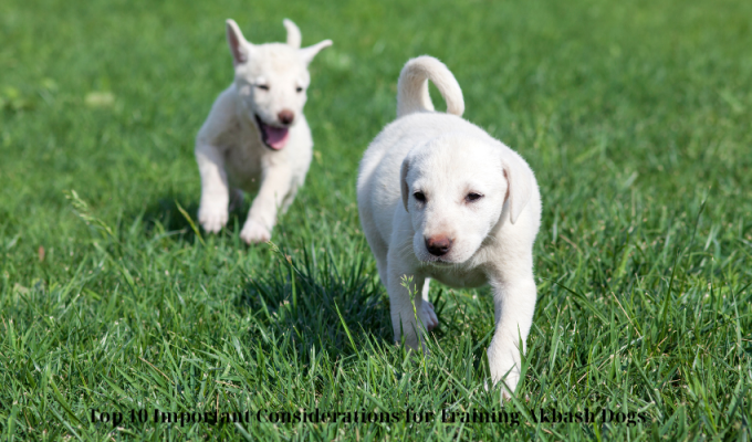 Top 10 Important Considerations for Training Akbash Dogs