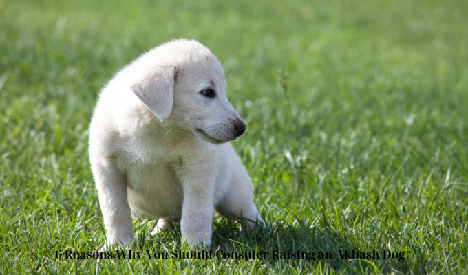 6 Reasons Why You Should Consider Raising an Akbash Dog