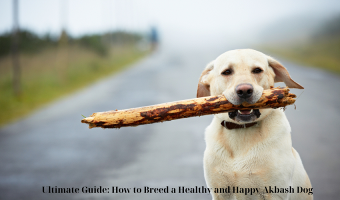 Ultimate Guide: How to Breed a Healthy and Happy Akbash Dog