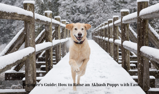 Beginner’s Guide: How to Raise an Akbash Puppy with Ease