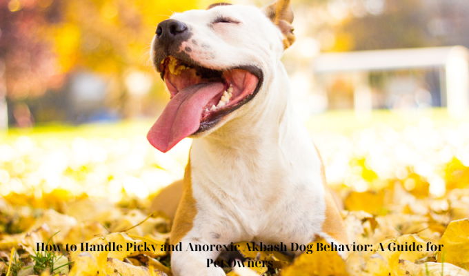 How to Handle Picky and Anorexic Akbash Dog Behavior: A Guide for Pet Owners