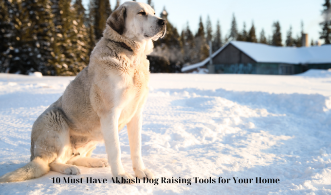 10 Must-Have Akbash Dog Raising Tools for Your Home