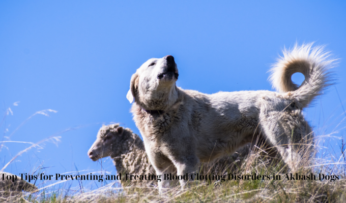 Top Tips for Preventing and Treating Blood Clotting Disorders in Akbash Dogs